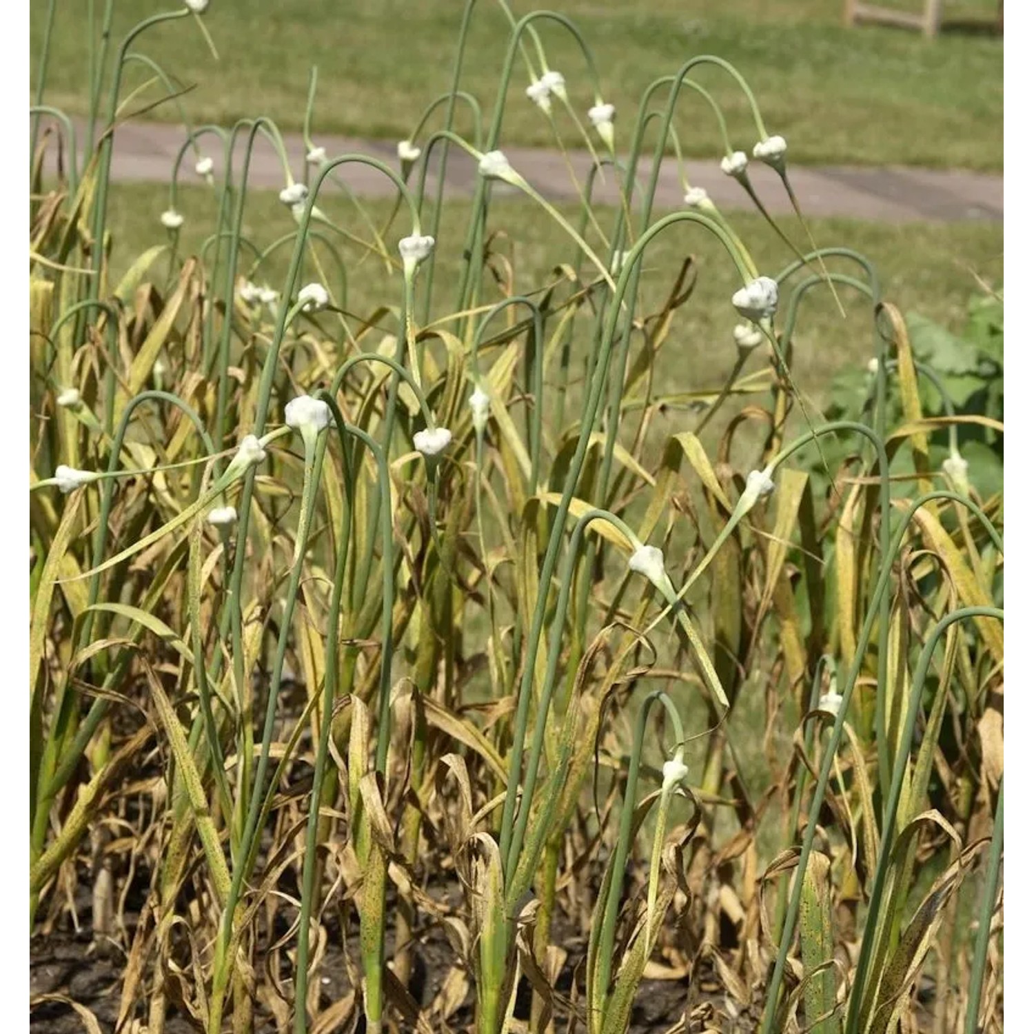 Echter Knoblauch - Allium sativum