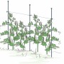 Bellissa Pflanzstab Premium 130 cm, verzinkt, mit Erbsenpflanze als Rankhilfe.