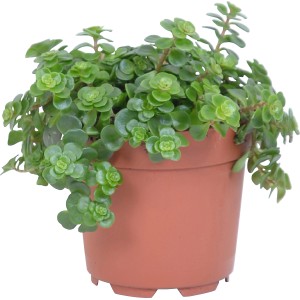 Fetthenne 'Tundra Tornado' im Topf, eine grüne Sukkulente mit rundlichen Blättern.