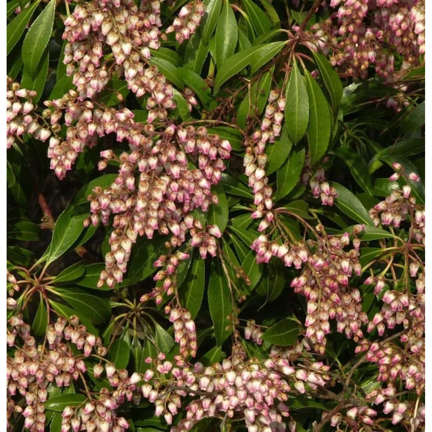 Schattenglöckchen Lavendelheide Pink Passion 20-25cm - Pieris japonica