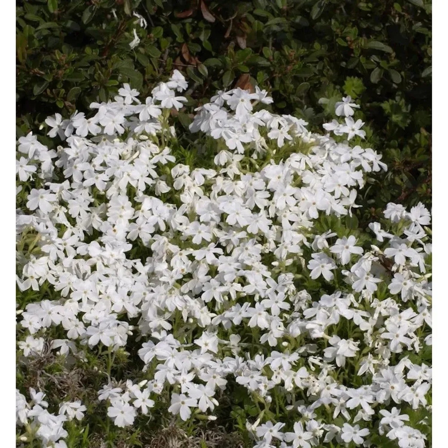 Niedrige Flammenblume May Breeze - Phlox divaricata