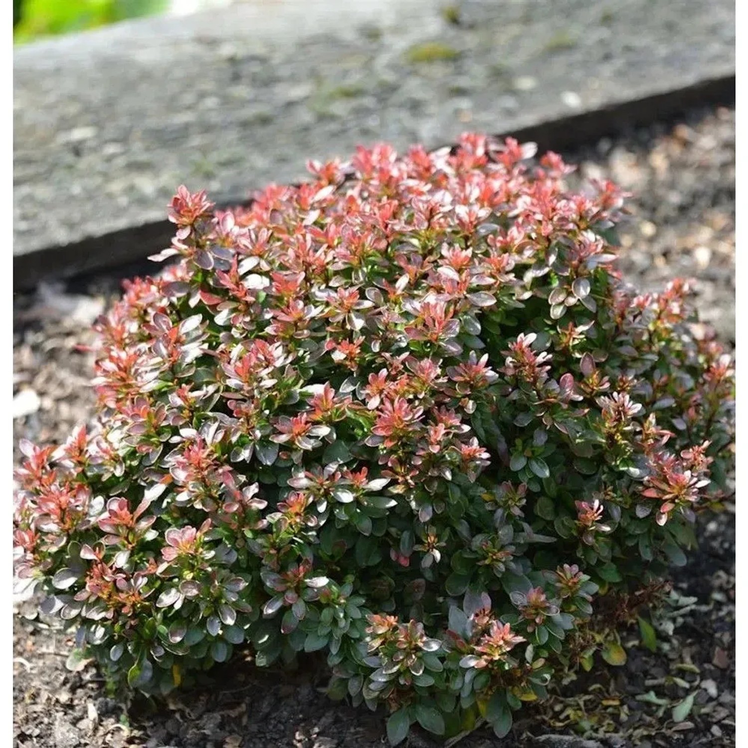 Beberitze Bagatelle 25-30cm - Berberis thunbergii