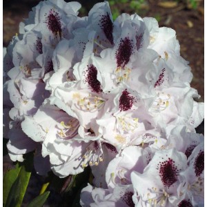 Nahaufnahme der weißen Blüten der INKARHO Alpenrose Calsap mit purpurroten Flecken.