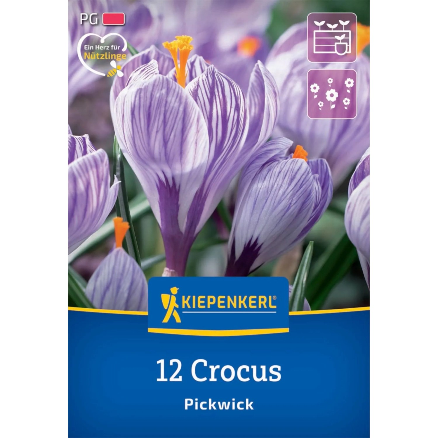 Kiepenkerl Blumenzwiebel Großblumiger Krokus Pickwick 12 Stück