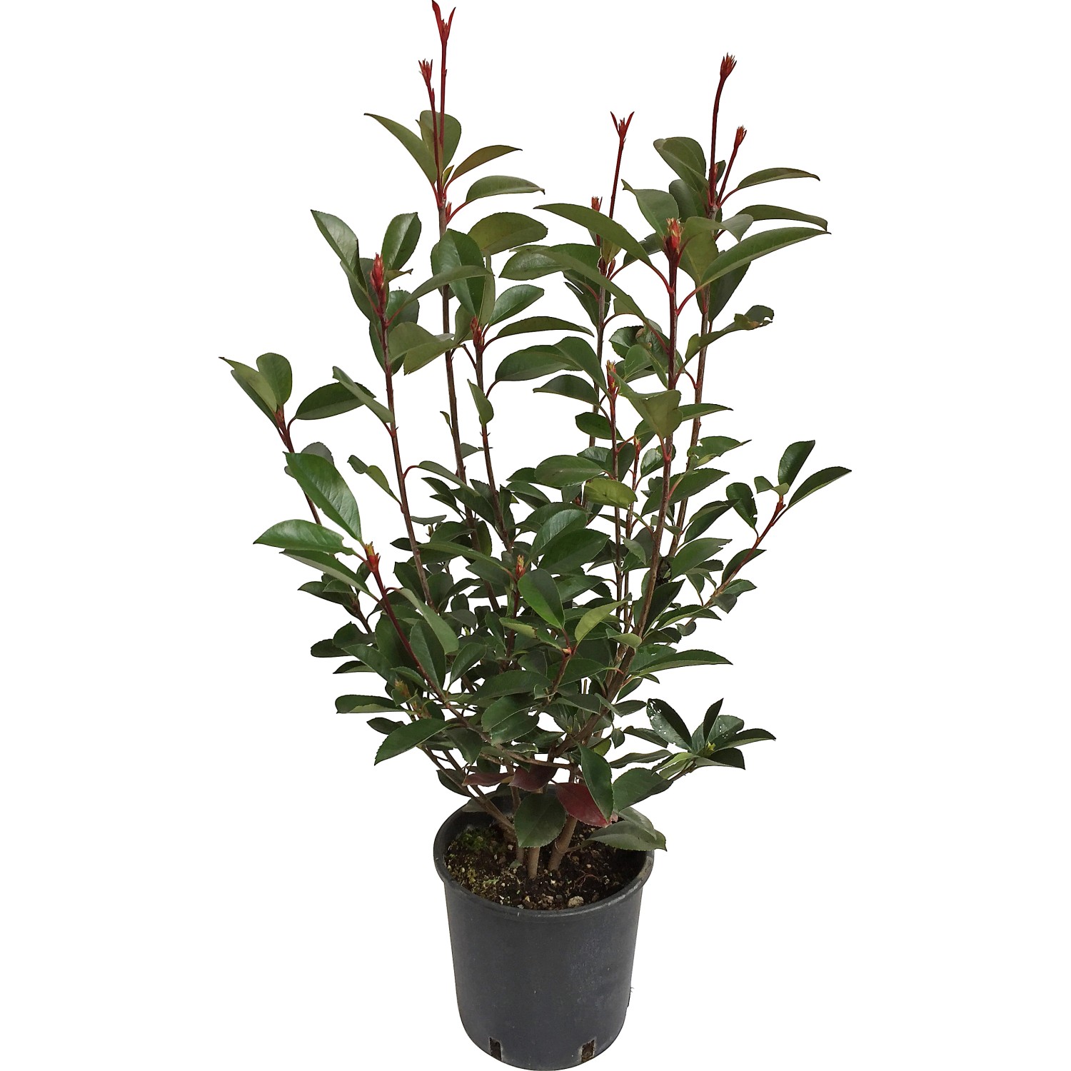 GROW by OBI Glanzmispel Red Robin Höhe ca. 40 - 50 cm Topf ca. 5 l Photinia günstig online kaufen