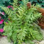 Goldschuppenfarn (Dryopteris Goldiana) im 9x9 cm Topf, eine attraktive Staude für schattige Gartenbereiche.