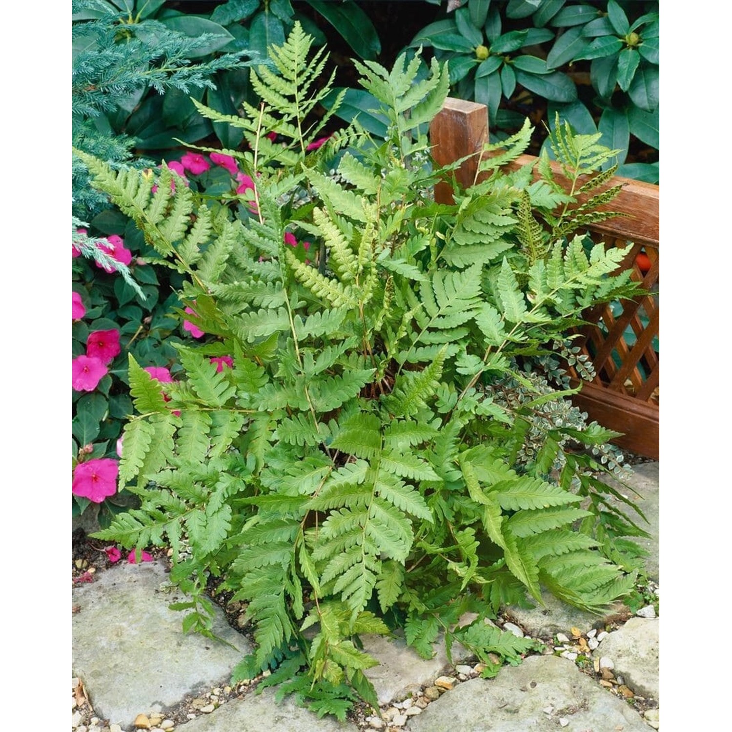 Dryopteris Goldiana Goldschuppenfarn Ca. 9x9 cm Topf günstig online kaufen