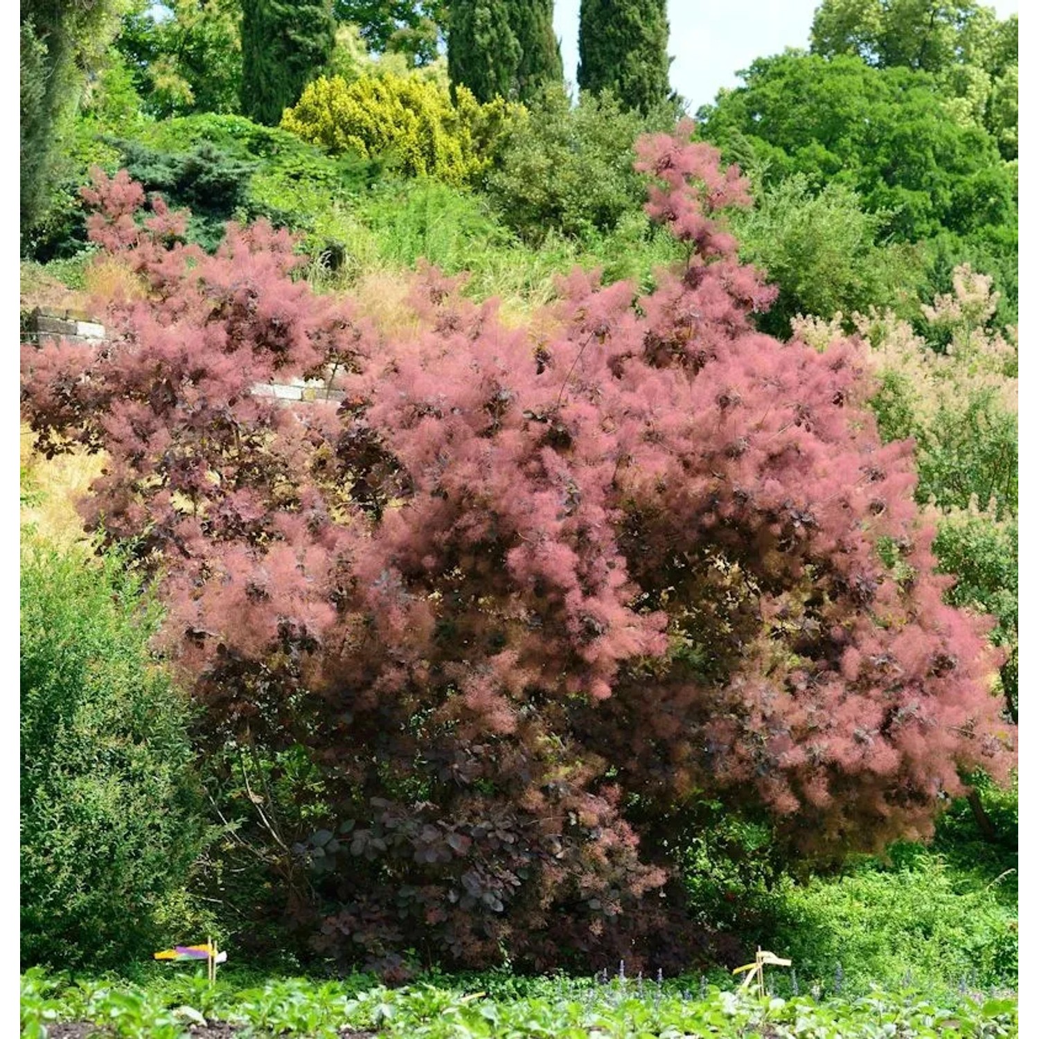 Perückenstrauch Red Spirit 40-60cm - Cotinus coggygria