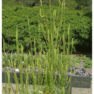 Gelber Wau (Reseda lutea) im Gartenbeet, hohe, grüne Blütenstände. Strauch.