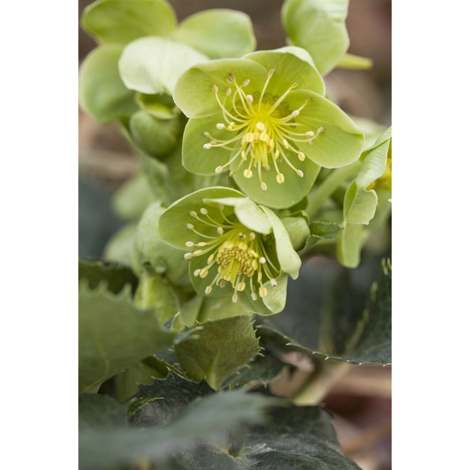 Helleborus Argutifolius Korsische Nieswurz Ca. 11x11 cm Topf günstig online kaufen