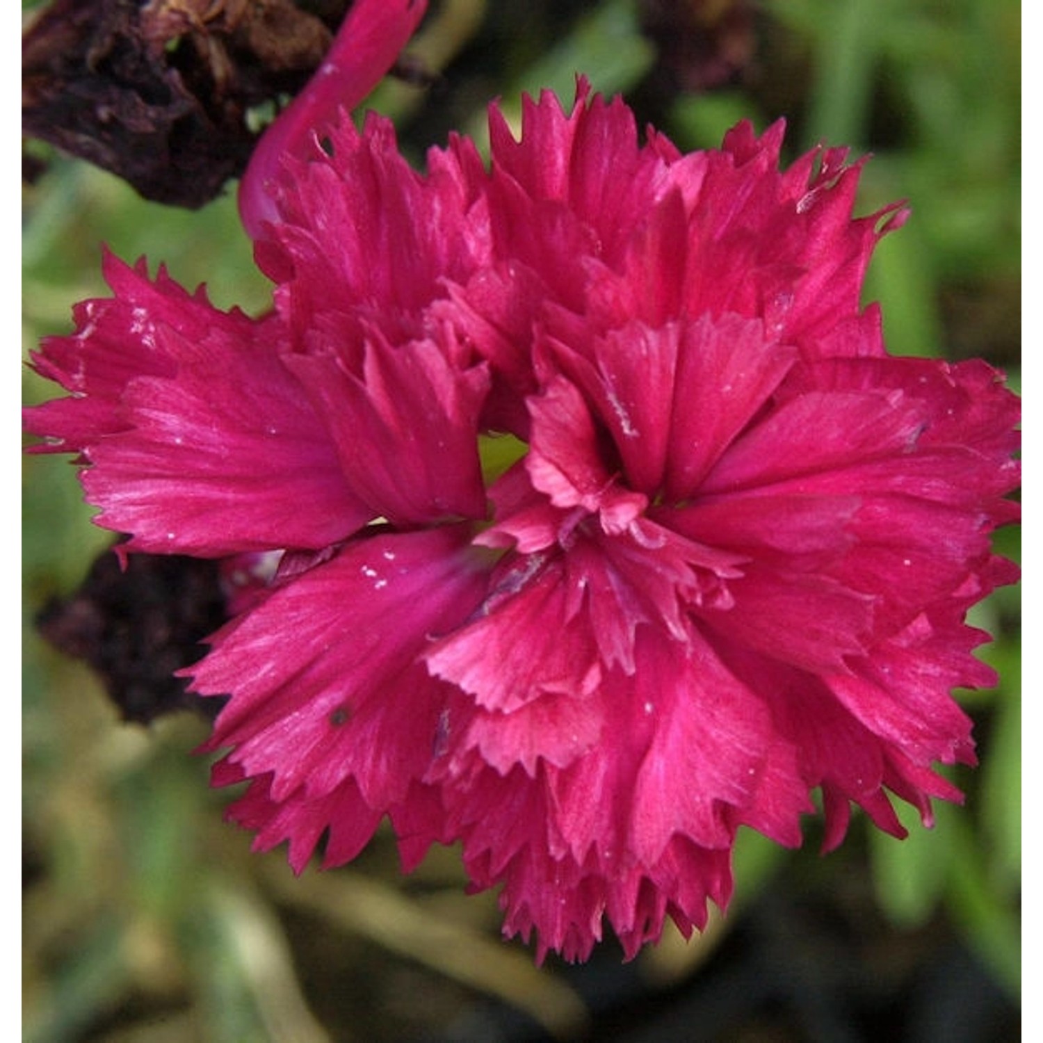 Federnelke Desmond - Dianthus plumarius günstig online kaufen