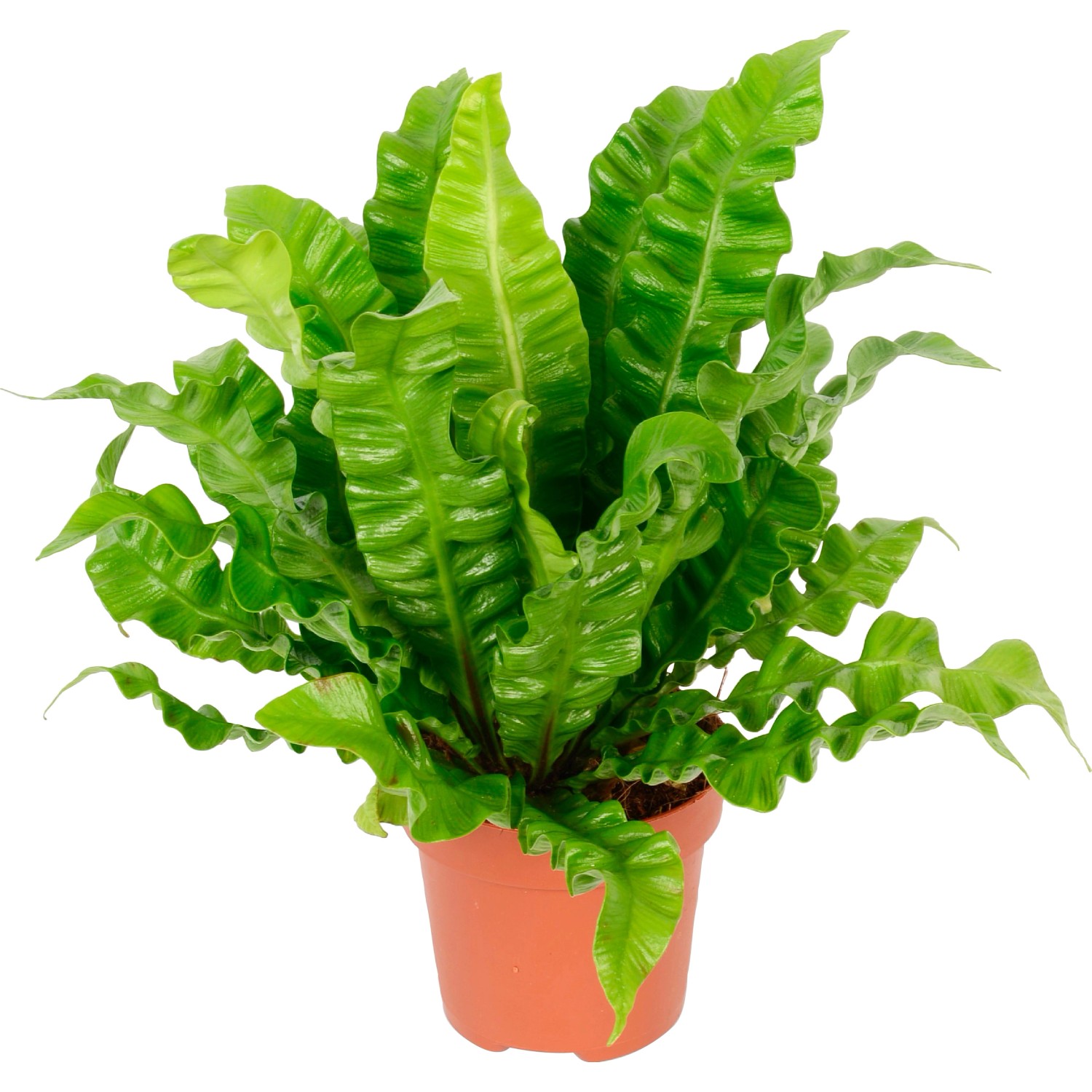 GROW by OBI Nestfarn Crispy Wave Höhe ca. 25 cm Topf Ø ca. 12 cm Asplenium