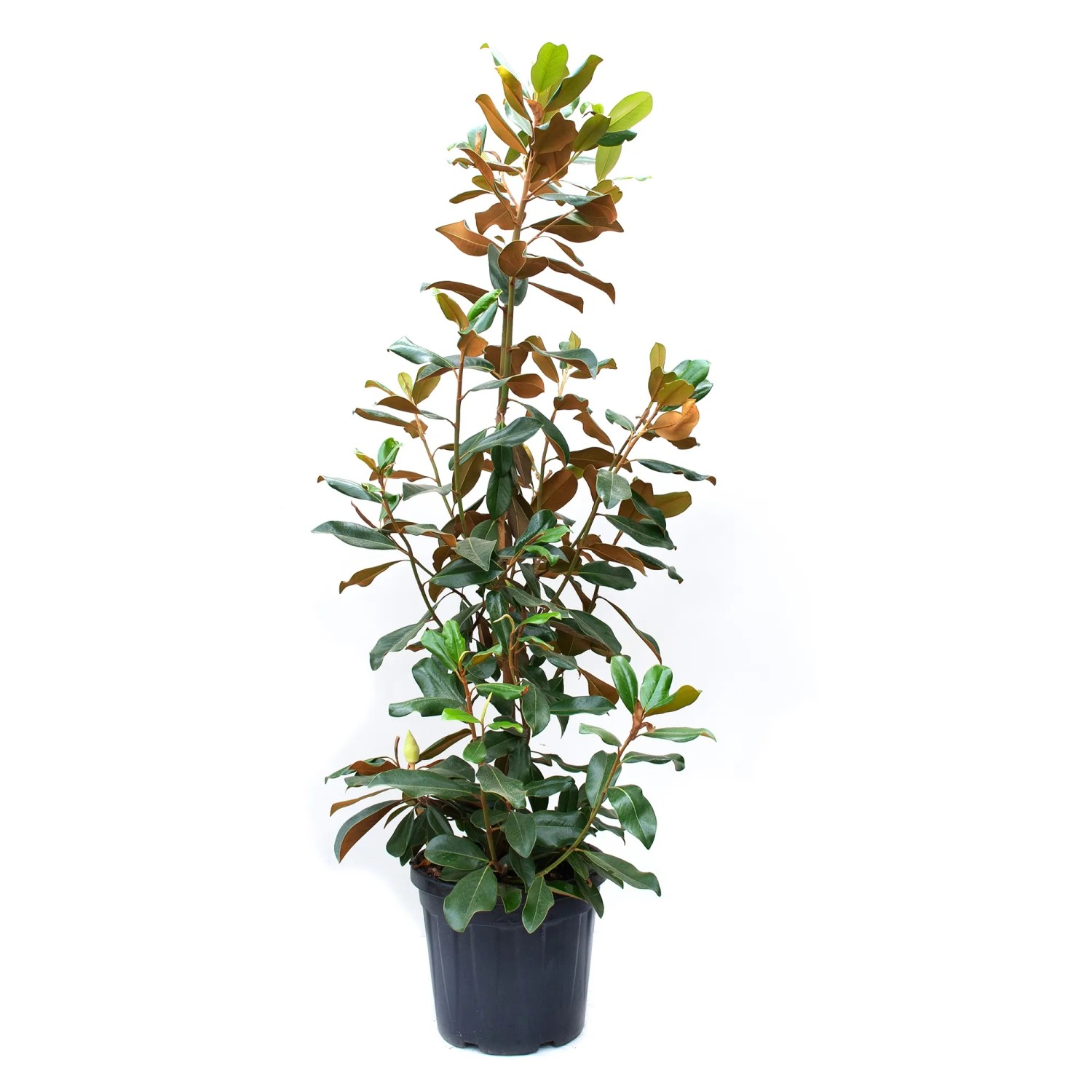 GROW by OBI Immergrüne Magnolia Höhe ca. 150 cm Magnolia grandiflora Goliath