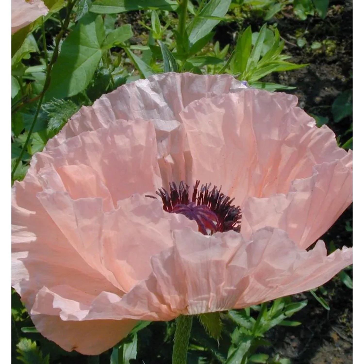 Türkischer Mohn Mrs Perry - Papaver orientale