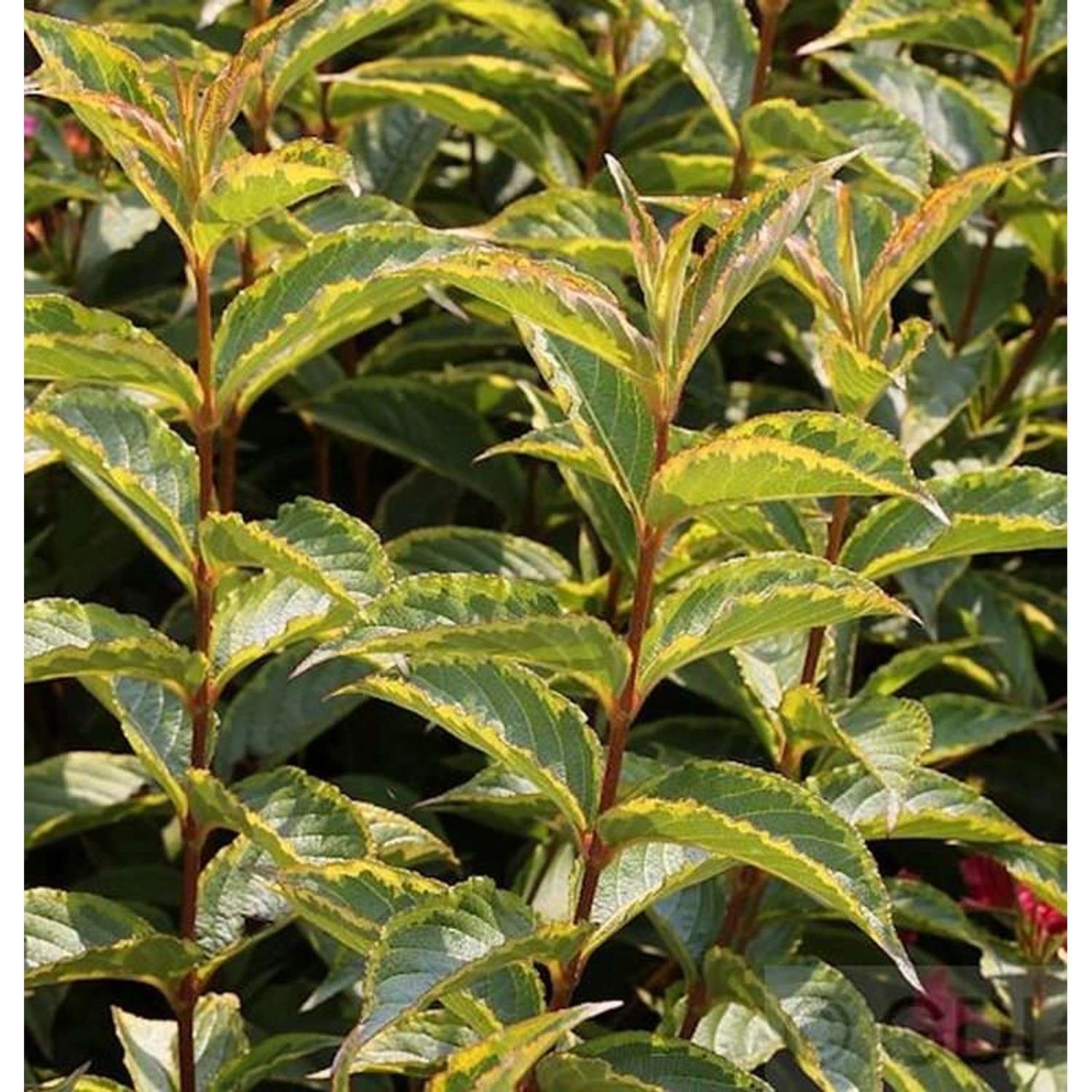 Buntlaubige Weigelie 80-100cm - Weigela günstig online kaufen