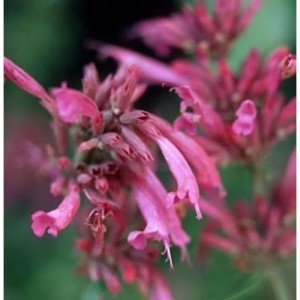 Nahaufnahme der Mexikonessel 'Tangerine Dream', einer rot blühenden Staude.