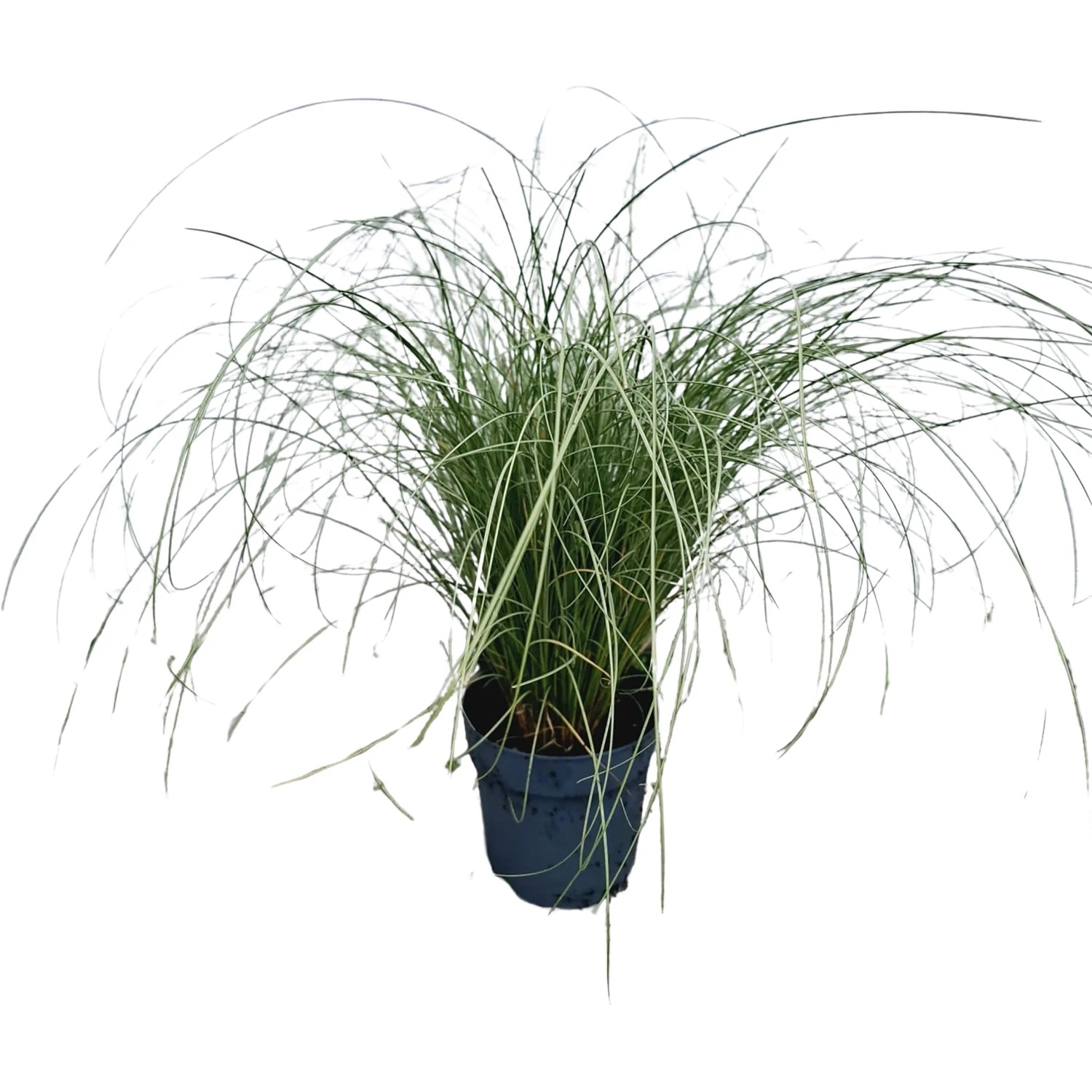 Segge Carex comans Frosted Curls T10
