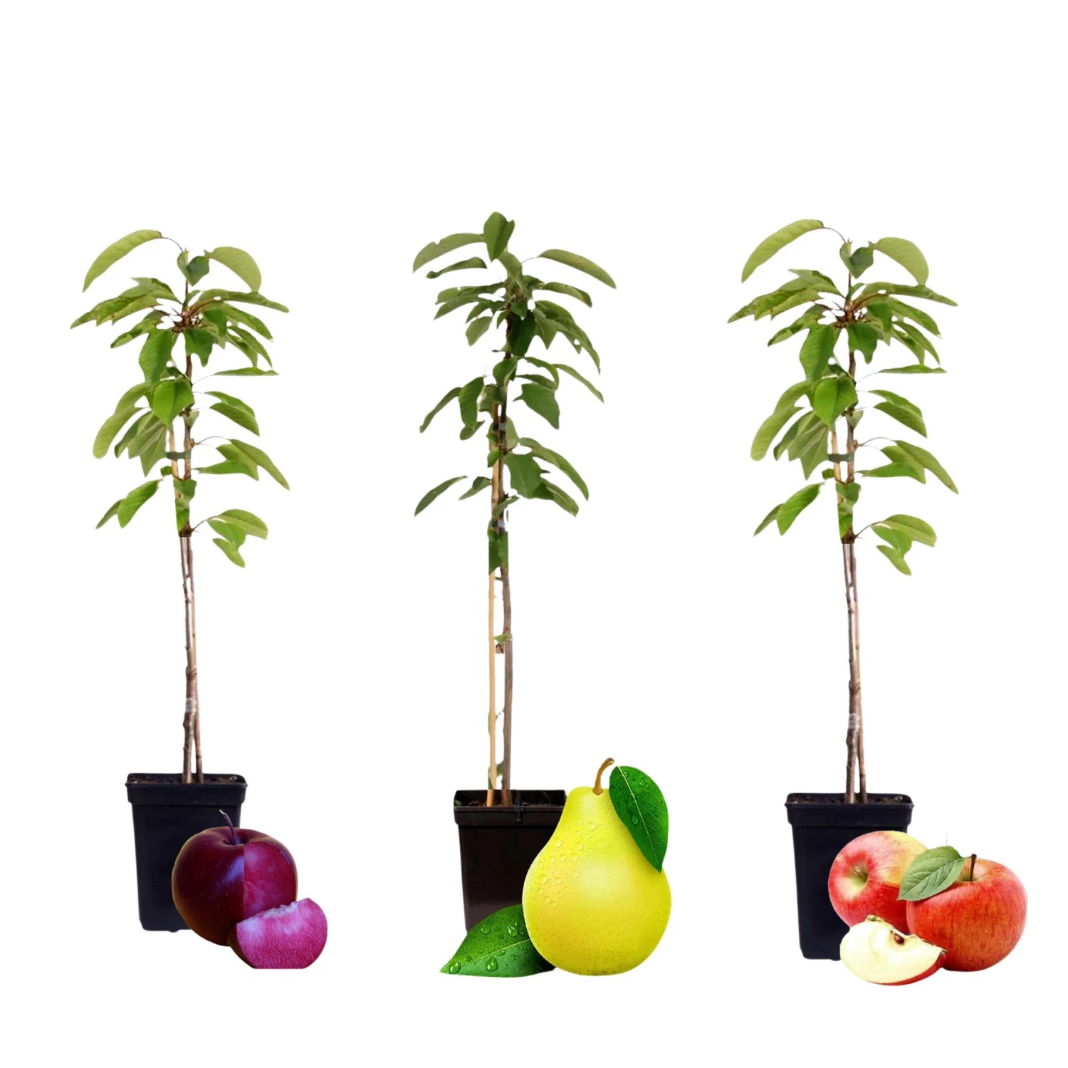 Plant In A Box Mischung Aus Obstbüschen X3  Sweet Pillar Höhe 60cm Ø9 Bunt