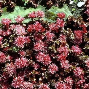 Blühende Kaukasus Asienfetthenne 'Schorbuser Blut' (Sedum spurium) mit roten Blüten.