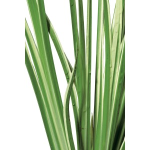 Detailaufnahme des Zwergkalmus 'Variegatus' mit grün-weiß gestreiften Blättern.