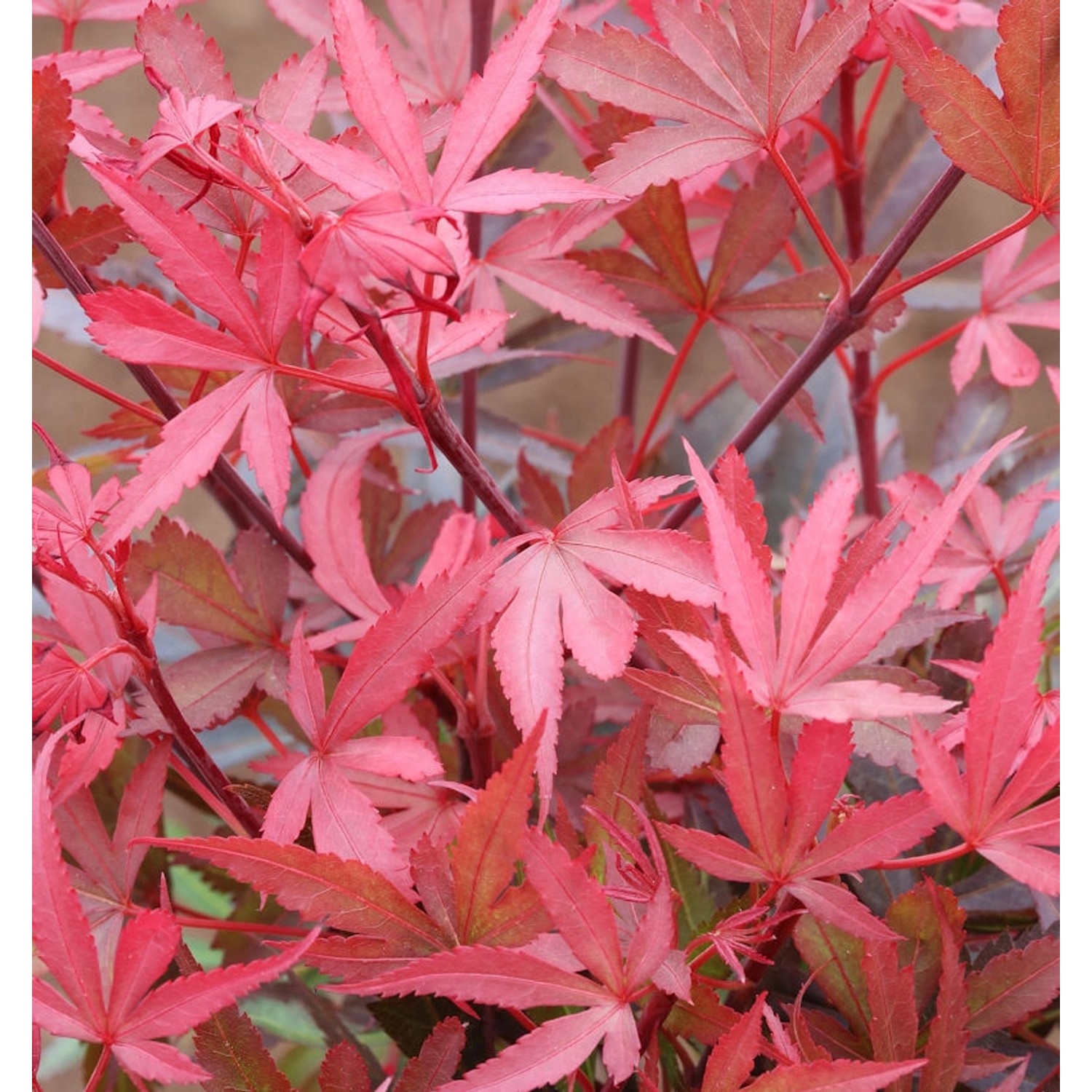 Hochstamm Zwergahorn Shaina 60-80cm - Acer palmatum günstig online kaufen