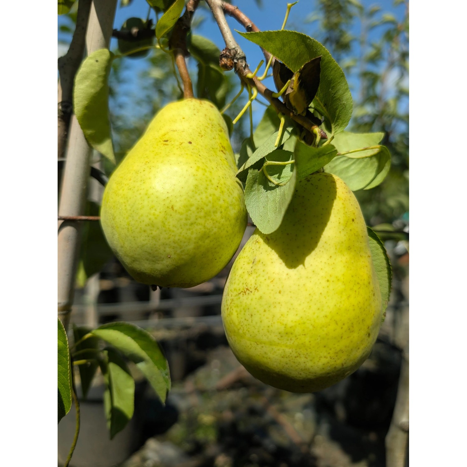 Birne Williams Christbirne 100 - 120 cm Pyrus communis