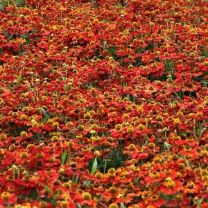 6 x Sonnenbraut 'Rubinzwerg' Helenium Topf 9cm Rotbraune Blüten