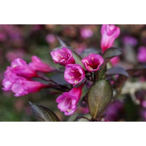 Nahaufnahme der dunkelrosa Blüten der Weigelie Florida Alexandra, Strauch für Garten und Beet.