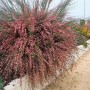 Rosa blühender Besenginster Cytisus Praecox Hollandia, 30–40 cm hoch.