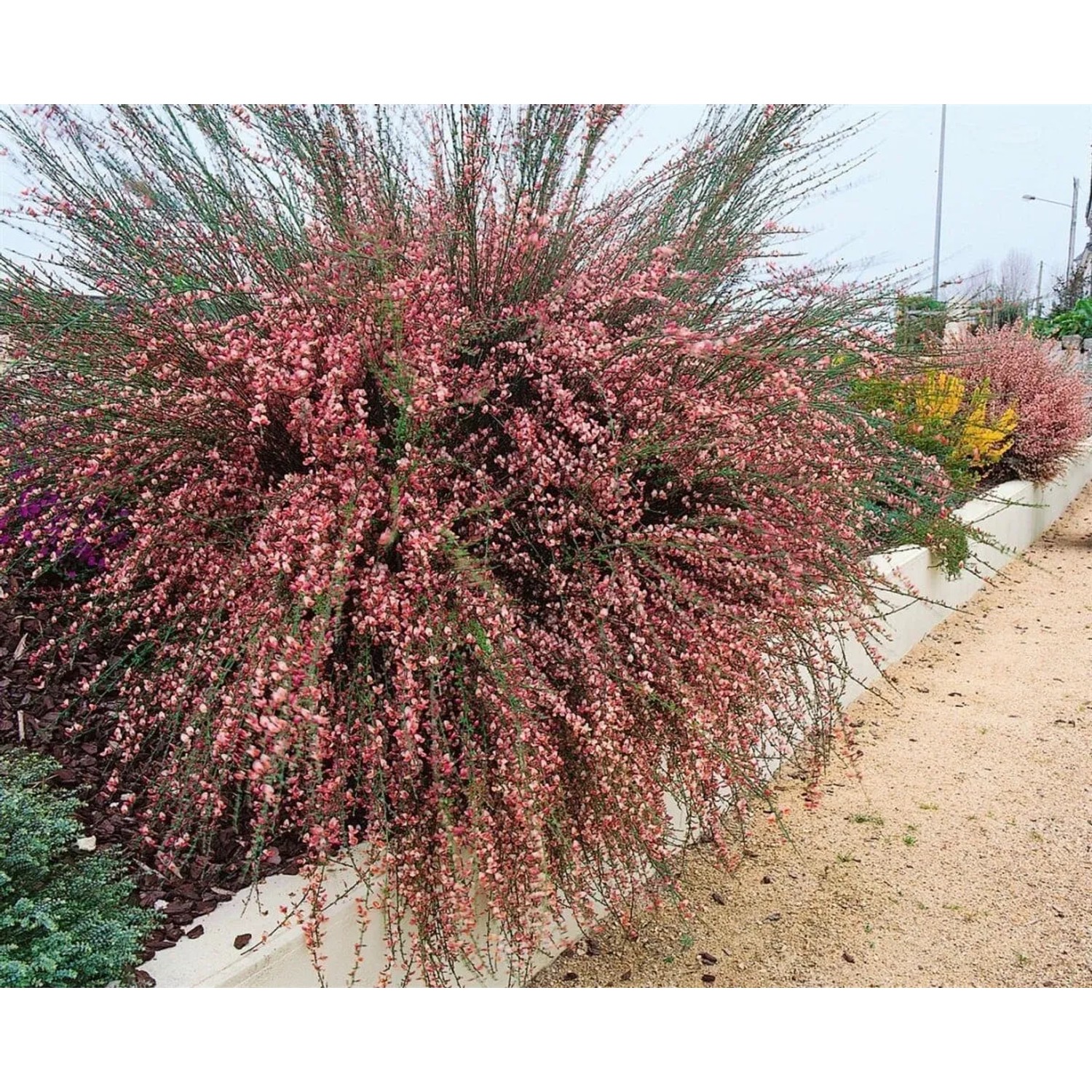 Rosa blühender Besenginster Cytisus Praecox Hollandia, 30–40 cm hoch.
