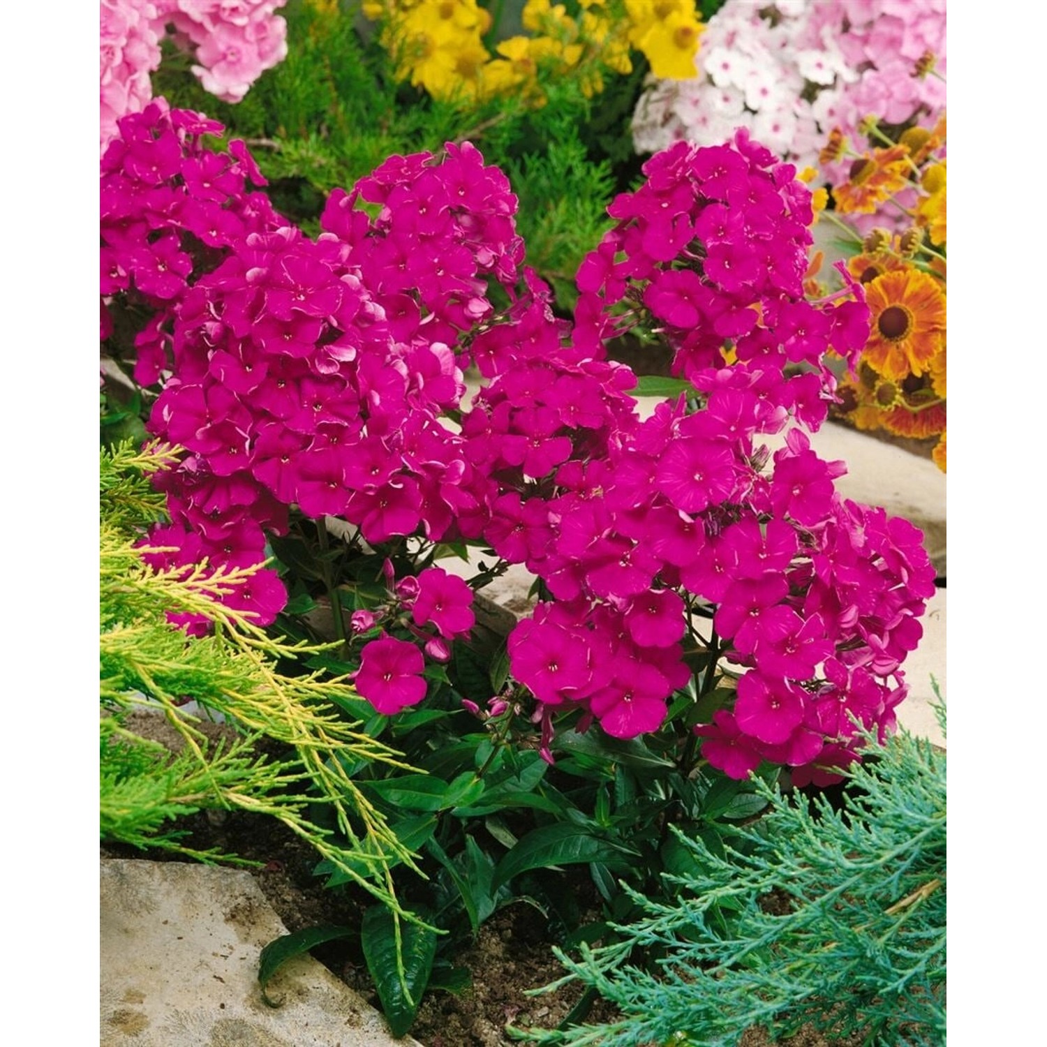 Phlox Paniculata Kirchenfürst Flammenblume Ca. 11x11 cm Topf günstig online kaufen