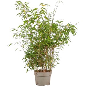 Schirmbambus Fargesia rufa im Topf, grüne Blätter, ca. 60-80 cm hoch, ideal als Hecke.