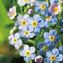 Nahaufnahme von blauem Sumpf-Vergissmeinnicht (Myosotis palustris) im Topf, Teichpflanze.