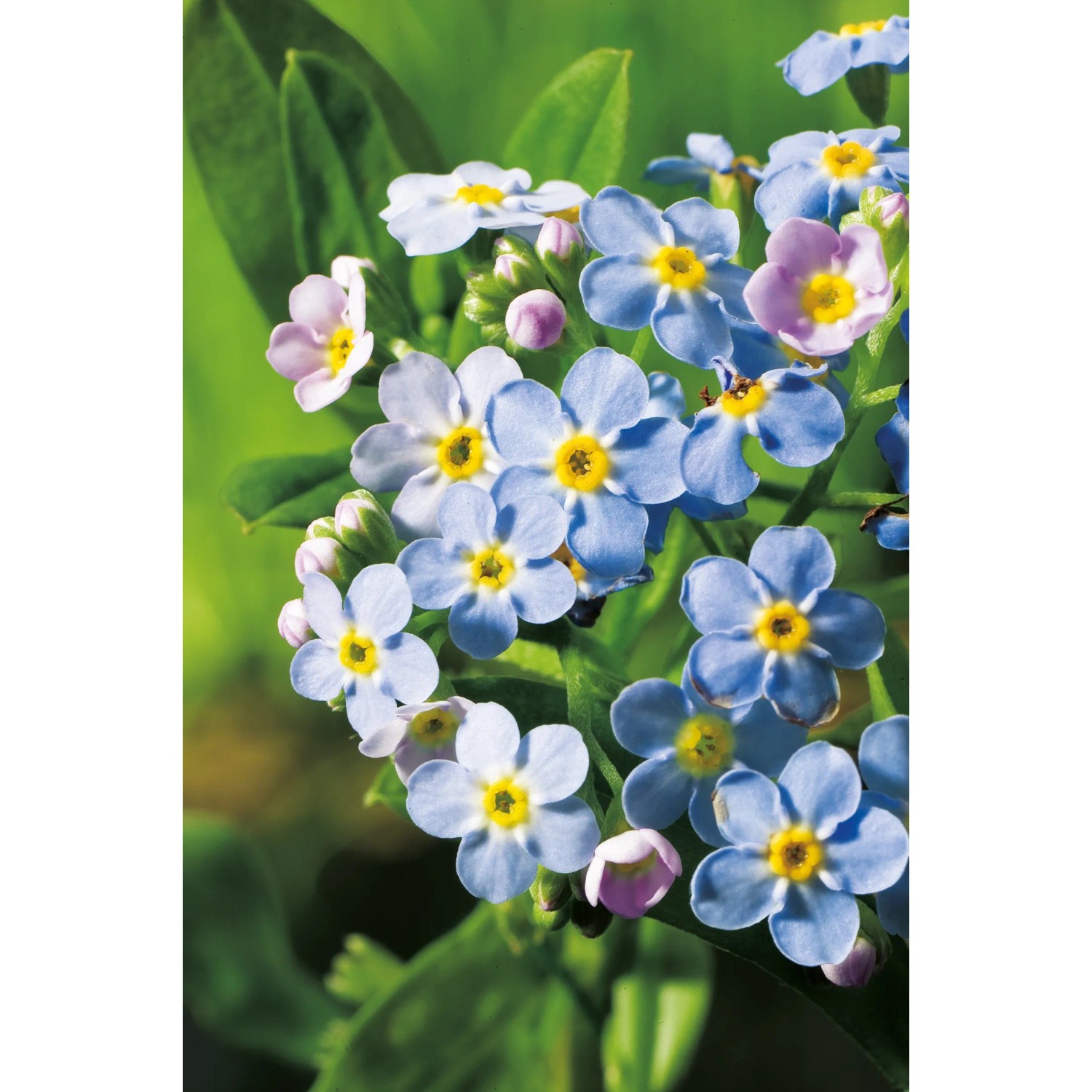 Nahaufnahme von blauem Sumpf-Vergissmeinnicht (Myosotis palustris) im Topf, Teichpflanze.