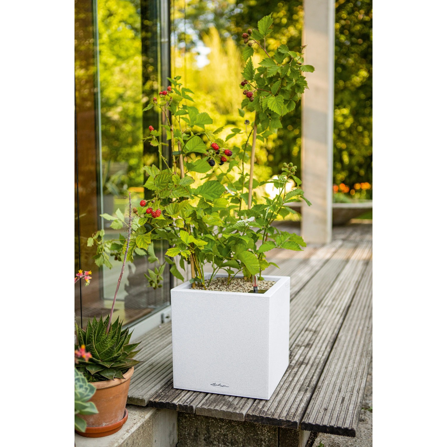 Lechuza Canto Stone Pflanzgefäß, 14x14x14 cm, Quarzweiß, mit Brombeerpflanze auf Holzterrasse.
