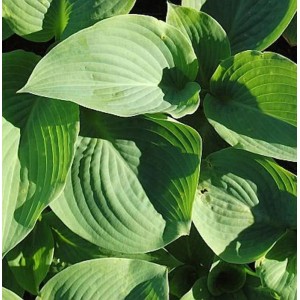Grünblattfunkie Blue Mammoth (Hosta sieboldiana) mit großen, blaugrünen Blättern.