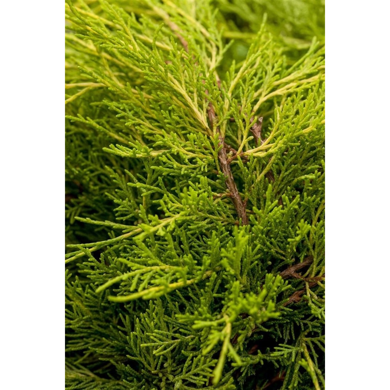 Juniperus Media Old Gold Wacholder Goldgelb 80–100 cm günstig online kaufen