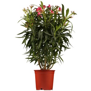 Blühender Oleander (Nerium) im Topf, ca. 17 cm Ø, für Kübel und Balkon.
