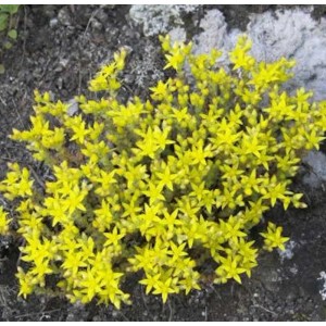 Gelber Milde Mauerpfeffer (Sedum sexangulare) als Bodendecker im Garten.
