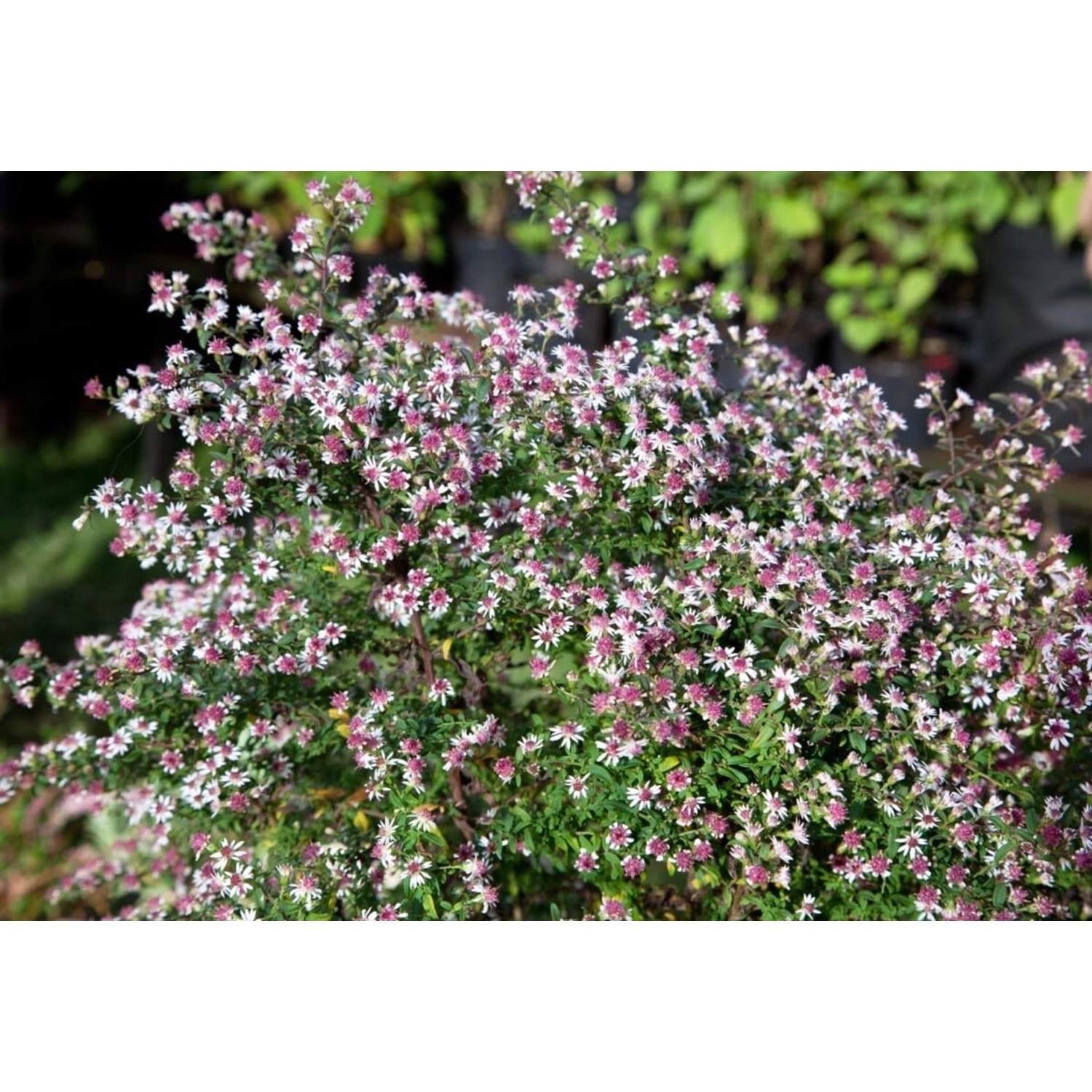 Aster Lateriflorus Horiz.'prince' Glattblattaster Ca. 11x11 cm Topf günstig online kaufen