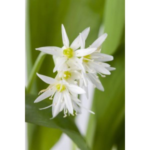 Bärlauch 'Gismo' (Allium ursinum) mit weißen Blüten im Topf.