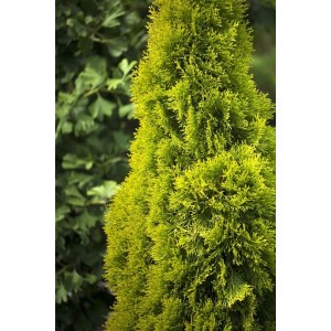 Goldene Thuja 'Golden Smaragd' Heckenpflanze, 80-100 cm hoch, immergrün und leuchtend gelb.