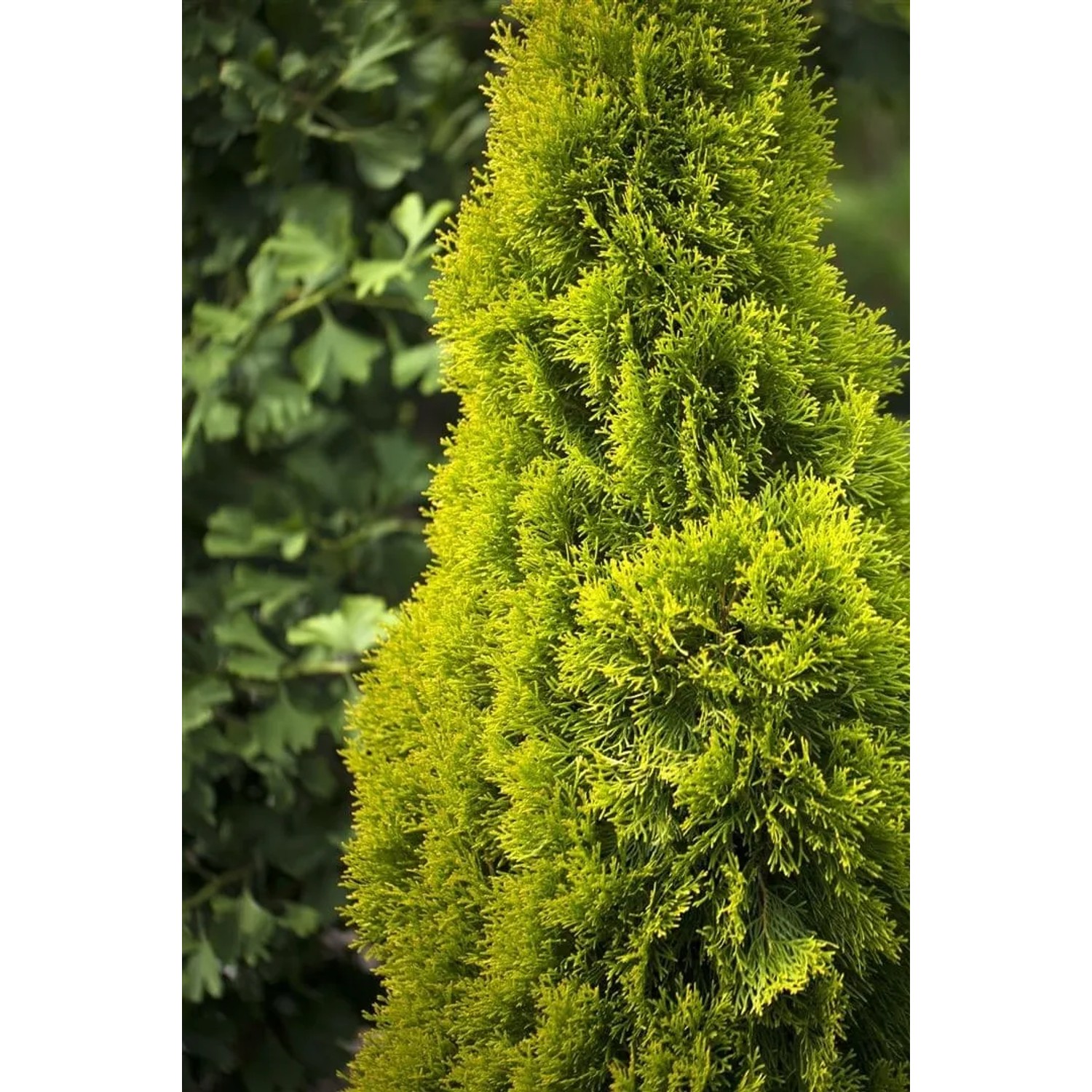 Goldene Thuja 'Golden Smaragd' Heckenpflanze, 80-100 cm hoch, immergrün und leuchtend gelb.