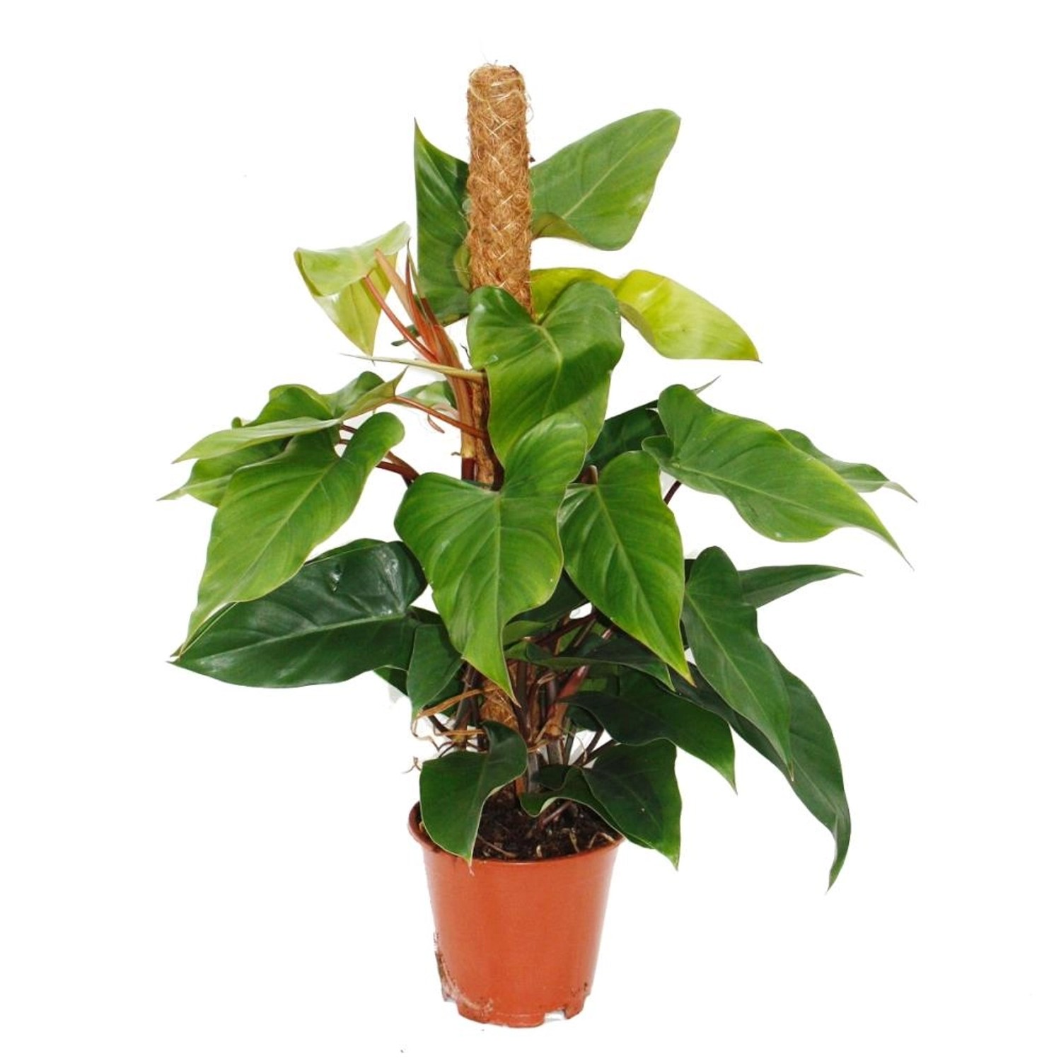 Exotenherz Philodendron Red Emerald Philodendron 19cm Topf günstig online kaufen