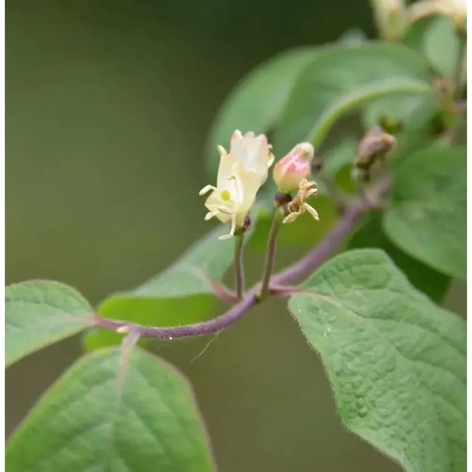 Heckenkirsche Claveys Dwarf 60-80cm - Lonicera xylosteum