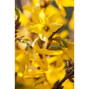 Nahaufnahme der leuchtend gelben Blüten der Forsythia Mikador Forsythie.