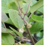 Nahaufnahme einer männlichen Kiwi (Actinidia chinensis) mit Blütenknospen und grünen Blättern.