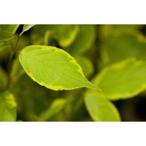 Nahaufnahme: Gelb-grünes Blatt des Cornus Alba Spaethii Hartriegel Strauchs.