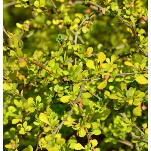 Detailaufnahme der gelben Zwergbeberitze (Berberis thunbergii) mit kleinen roten Beeren.