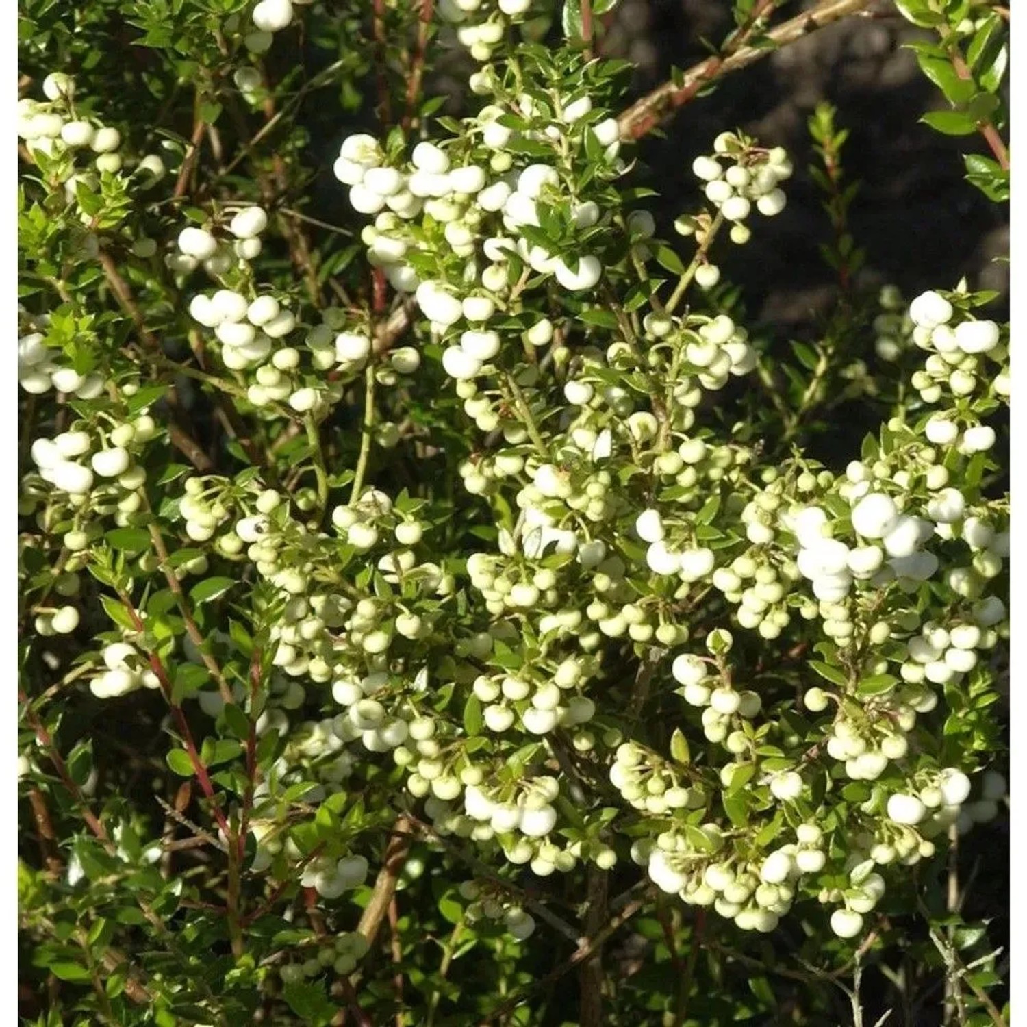Torfmyrthe weiße Beeren - Pernettya mucronata